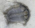 Two Beautiful Cyphaspides Trilobites - Jorf, Morocco (Special Price) #12249-2